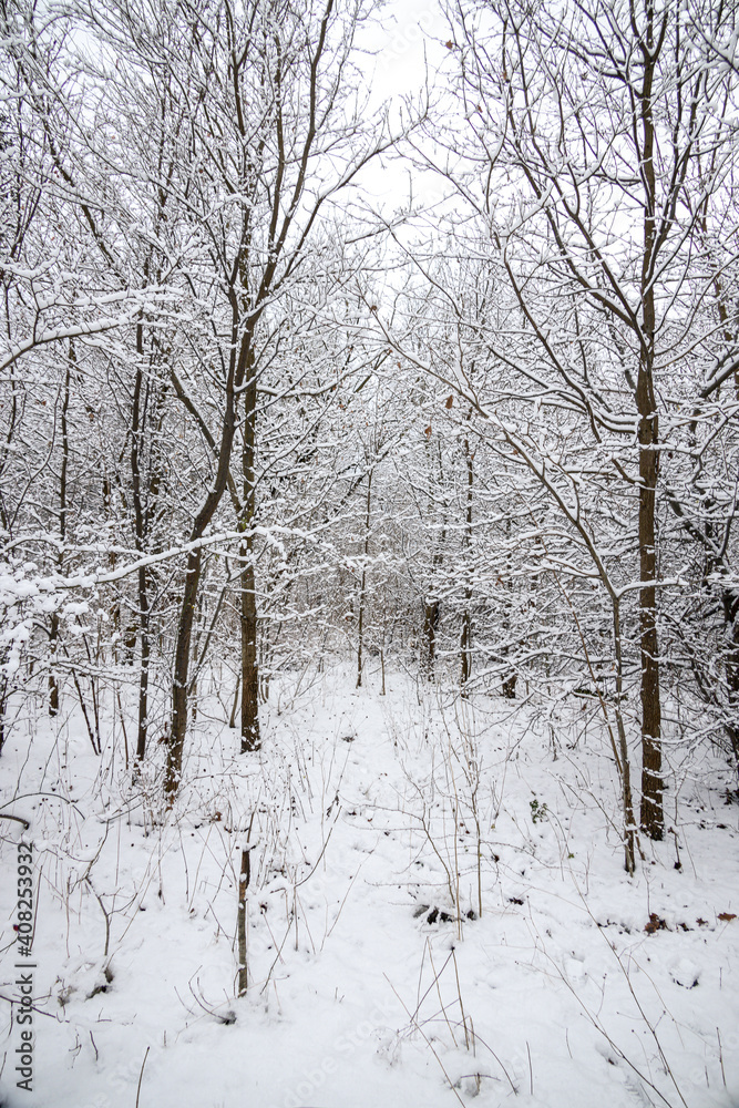 winter natural landscape with snow-covered trees in the forest and a narrow path