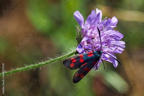 The six-spot burnet (Zygaena filipendulae) is a day-flying moth of the family Zygaenidae.