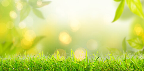 Green leaves on tree in spring on fresh meadow with blurred background and lights.