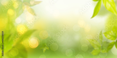 Summer leaves on tree in spring on fresh meadow with blurred background and lights.