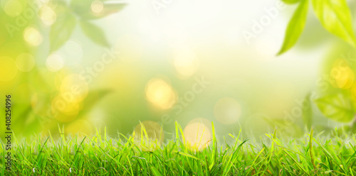 Green leaves on tree in spring on fresh meadow with blurred background and lights.
