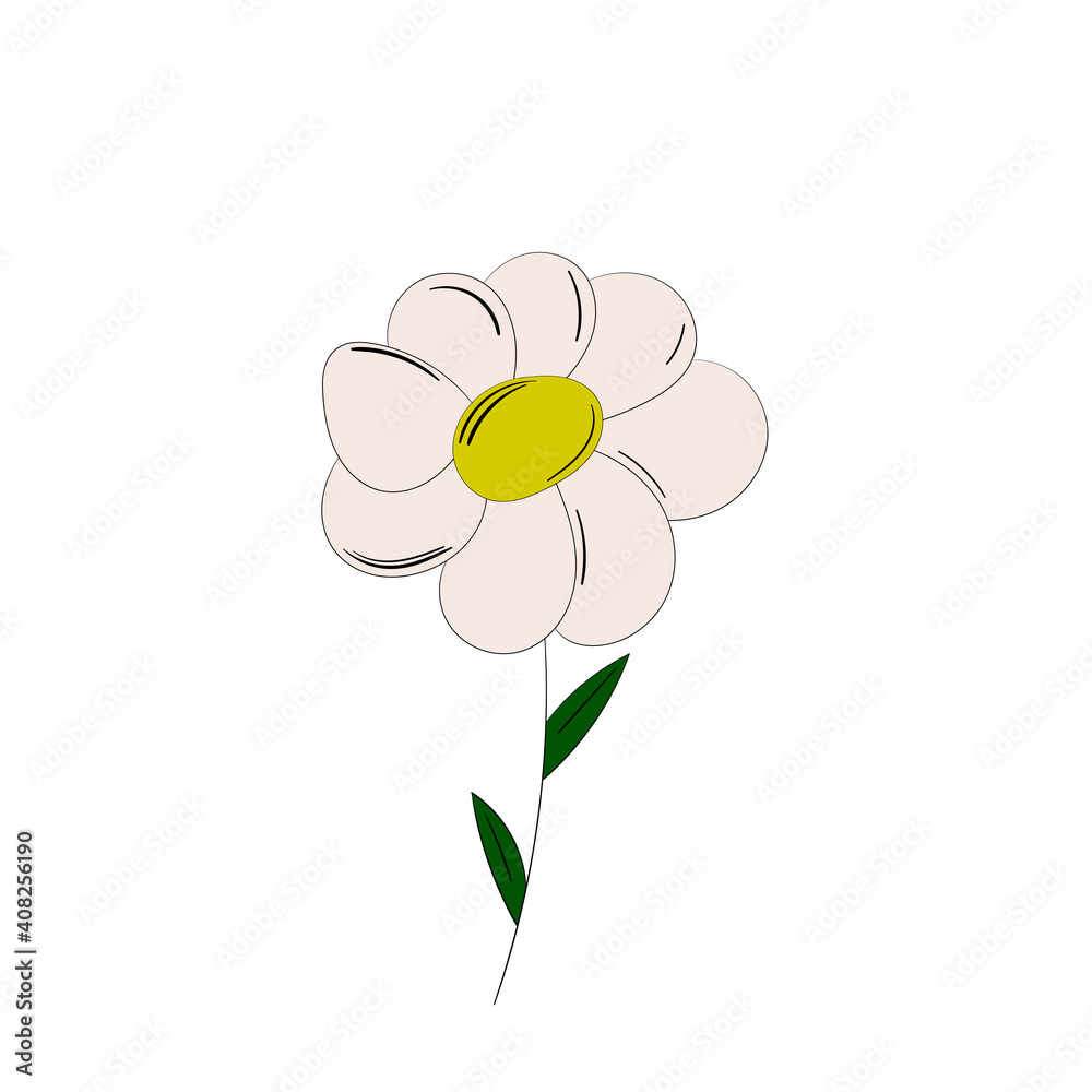 Chamomile vector illustration. Vector chamomile. Chamomile vector illustration. Vector chamomile.