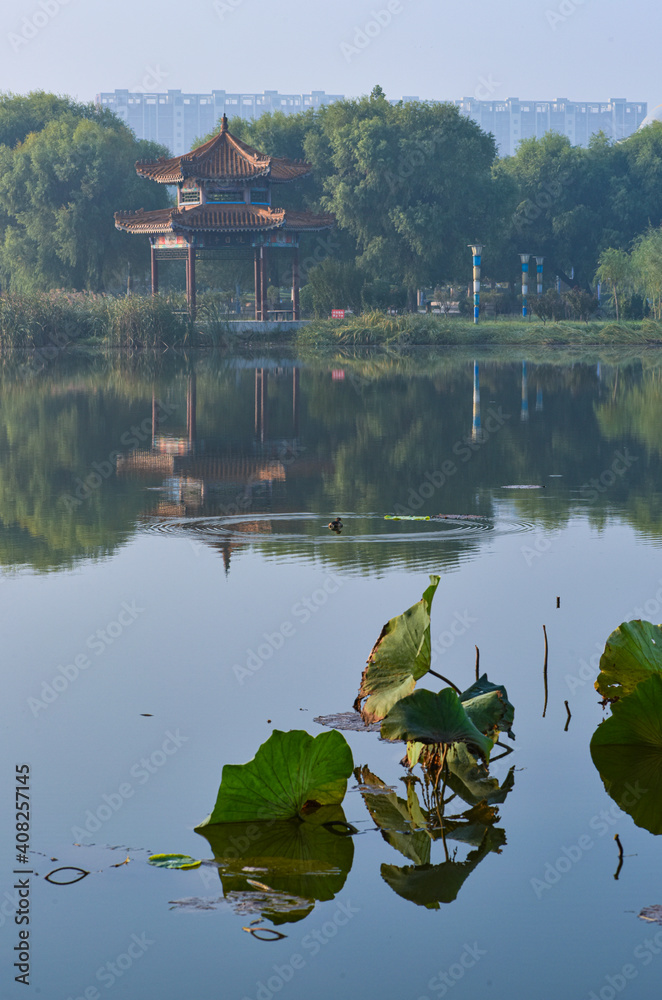 In the early morning of autumn, wild ducks are swimming in the natural scenery of the lotus pond in the city park. In the early morning of autumn, wild ducks are swimming in the natural scenery of the lotus pond in the city park.