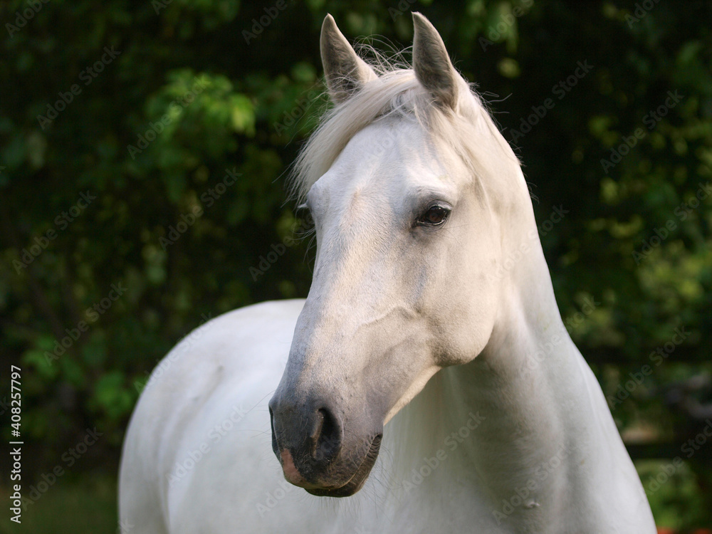 Obraz premium Grey Horse Headshot