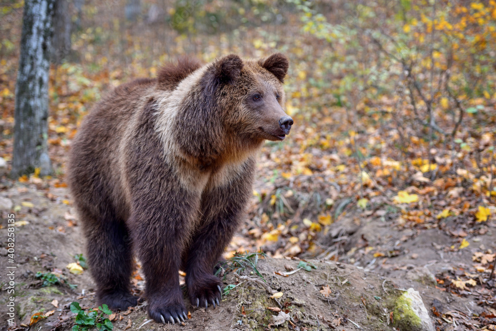 Fototapeta premium European brown bear in the autumn colored forest. Big brown bear in forest.