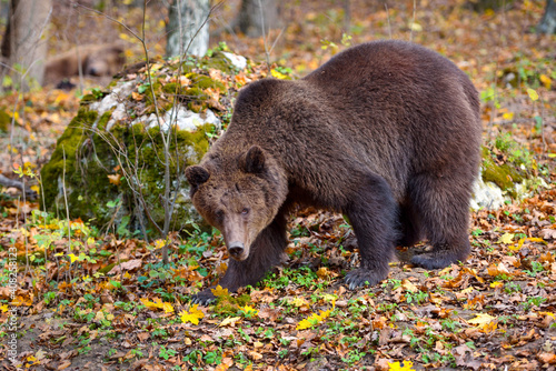European brown bear in the autumn colored forest. Big brown bear in forest.