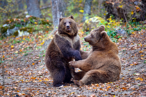 Two brown bears play together in the autumn forest