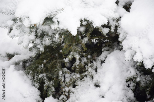 Spruce branches covered with snow, snowfall, winter background © Anna