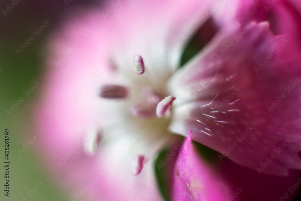 The beautiful lily flower was taken with macro photography technique as a close-up. Sweet William flower. 