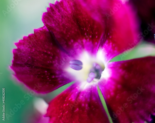 Fototapeta Naklejka Na Ścianę i Meble -  bunch of sweet lily (sweet william) flower, close-up, black background