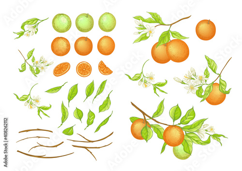 Orange tree branch with ripe and green oranges  flowers and leaves. Element for design. Vector illustration. Isolated on white background..