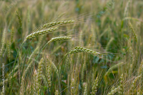 Ripe wheat ears close-up