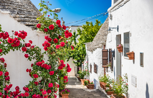 Red rose flowers on the street in Alberobello, Italy