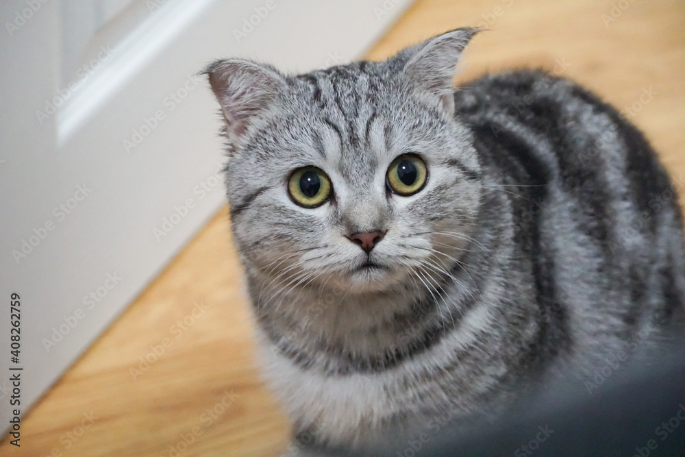 Scottish fold classic tabby cat is looking at right side white door background Scottish fold classic tabby cat is looking at right side white door background