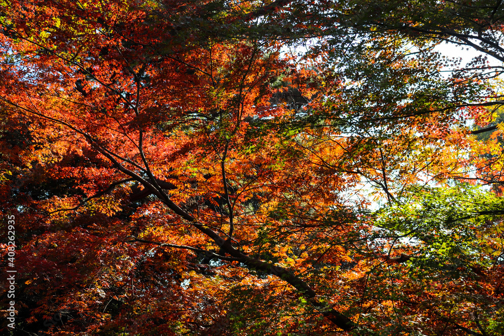 秋 紅葉 森 幻想的 紅葉狩り もみじ 赤い 和風