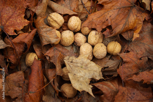 Walnuts in the foliage