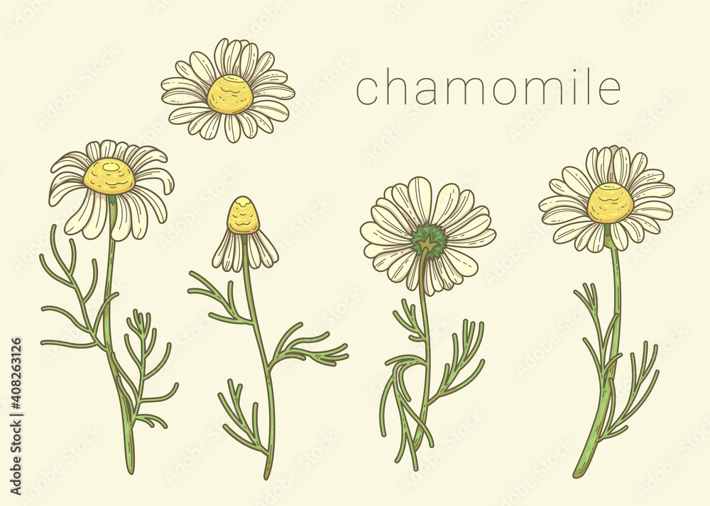 Flowers and bud of wild chamomile Flowers and bud of wild chamomile