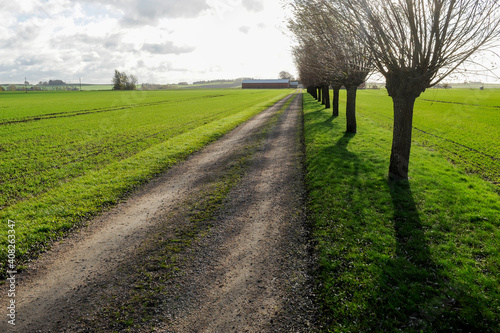 Avenue down the line