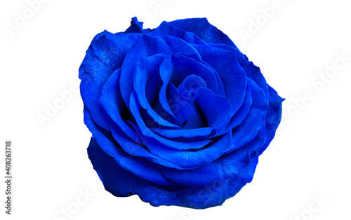 Fototapeta Naklejka Na Ścianę i Meble -  blue rose isolated