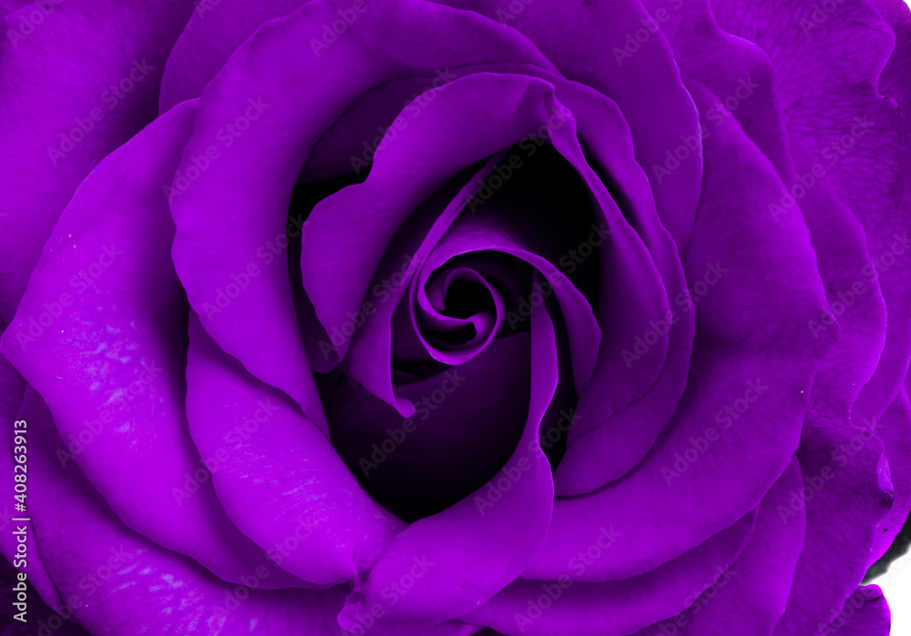 lilac rose isolated