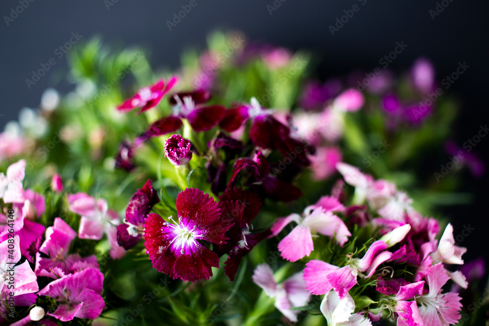 bunch of sweet lily (sweet william) flower, close-up, black background