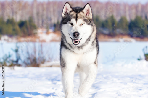 malamute dog running in winter