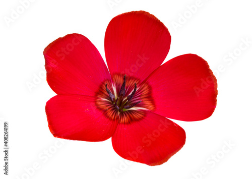 red flax isolated