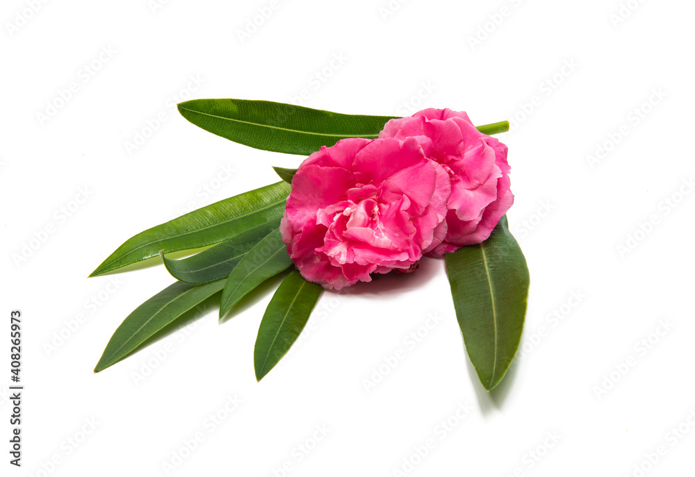 pink oleander flower isolated