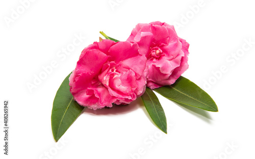 pink oleander flower isolated