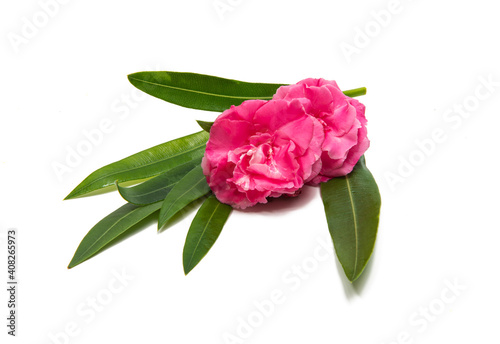 pink oleander flower isolated