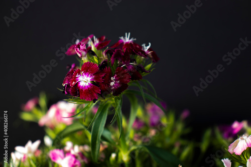 purple and white flowers