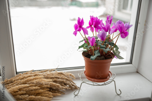 A beautiful pink cyclamen flower stands in a brown pot on the windowsill. Concept: gardening is a hobby.