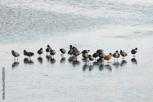 Most seagulls love spending their time near other similar animals such as gooses, storks, and pigeons. You find them in large bird groups that live close to beaches, lakes, and oceans.