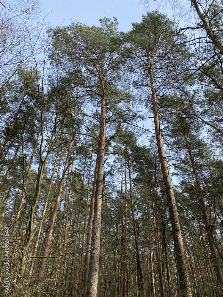 Fototapeta premium Waldblick nach oben