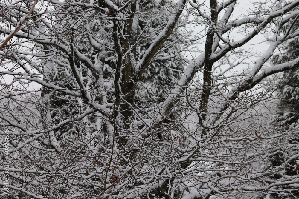 snow covered trees in winter snow covered trees in winter