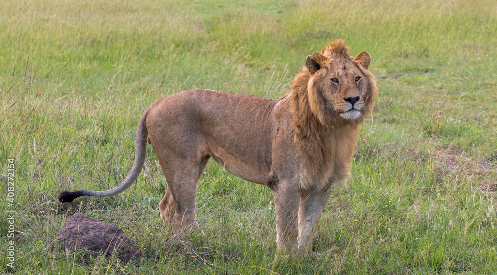 lion king standing in the savannah lion king standing in the savannah