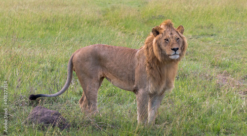 lion king standing in the savannah
