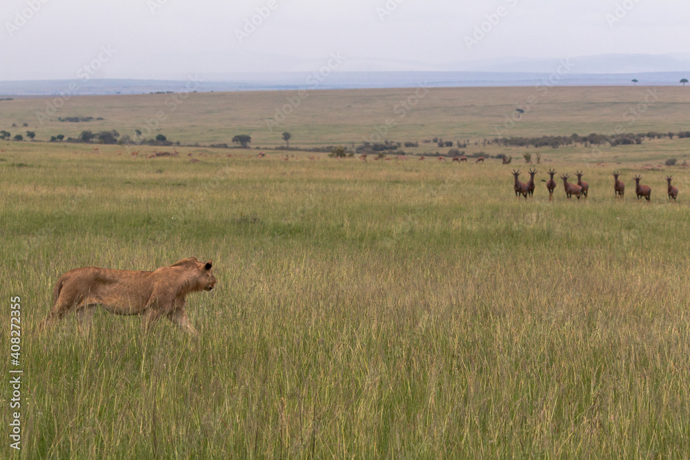 lioness stalking topi antelopes in the savannah