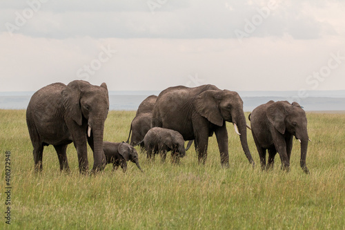 Elephant group with baby in the savannah of masai mara