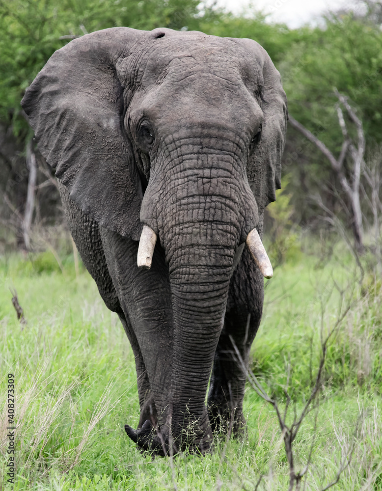 Elephant with a broken tusk is walking straight towards you at full height.