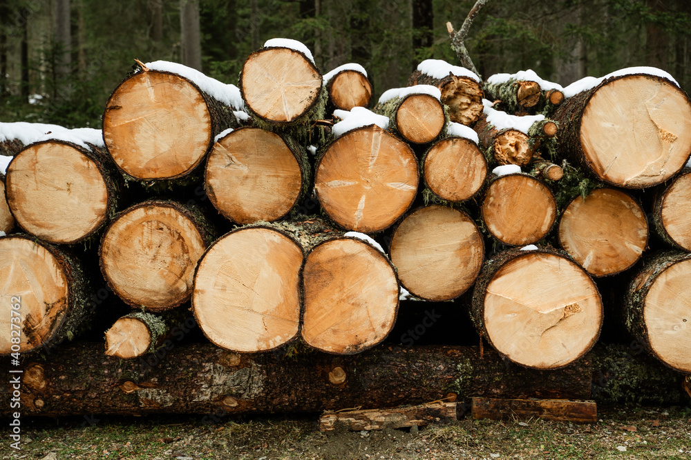 cut tree trunks stacked with snow in a forest
