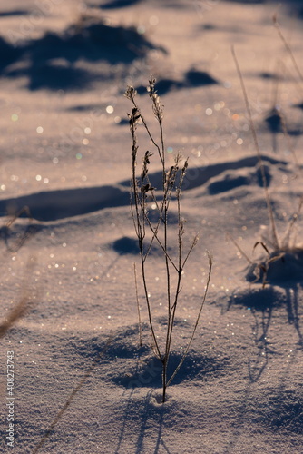 dry plant in the snow