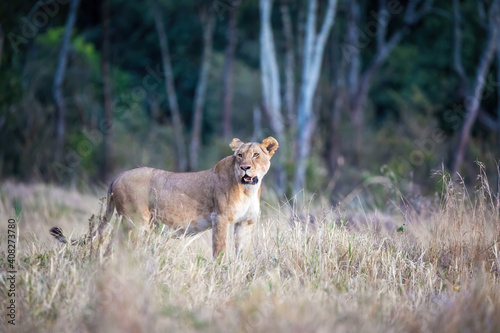 Adult lioness in the Masai Mara, Kenya