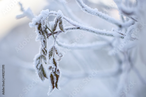 Frost © liramaigums