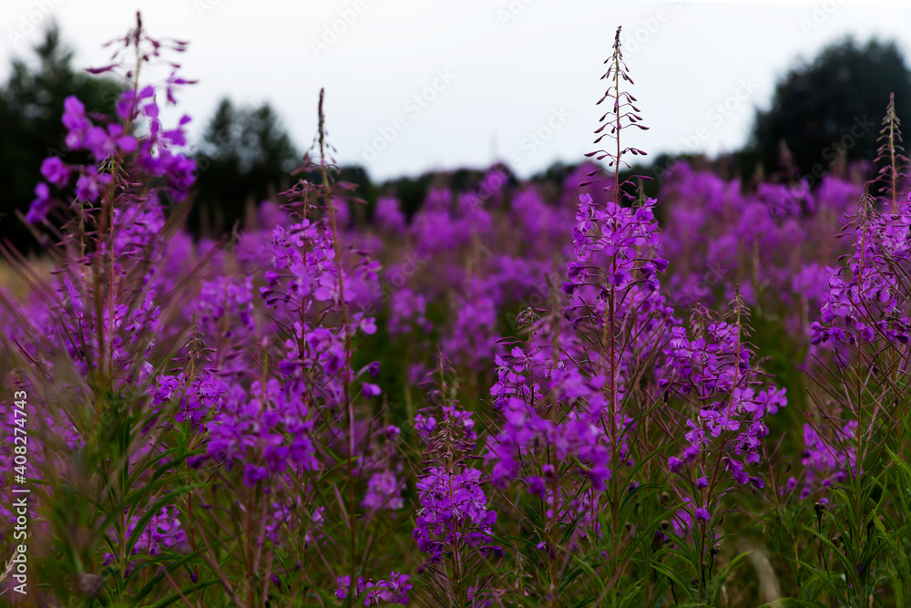 Obraz premium Large meadow of blooming purple fireweed flower (Chamaenerion angustifolium, Epilobium angustifolium).