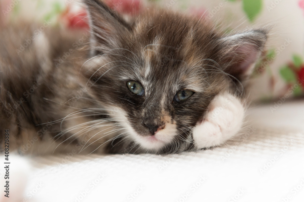 Liegendes Norweger Kätzchen