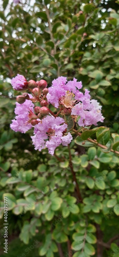 pink rose bush