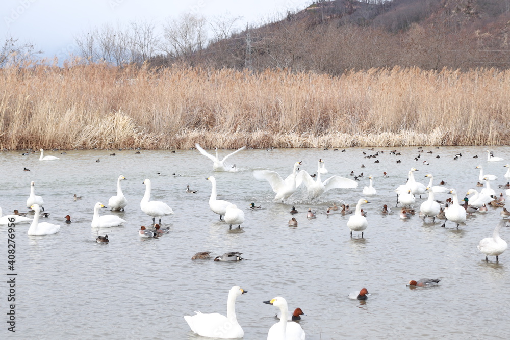 Fototapeta premium Japanese waterfowl