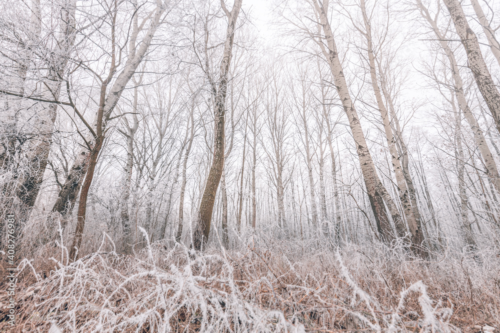 Forest trees covered with snow on frosty evening. Beautiful winter panorama. Landscape of spooky winter forest covered by mist, wide angle view Forest trees covered with snow on frosty evening. Beautiful winter panorama. Landscape of spooky winter forest covered by mist, wide angle view