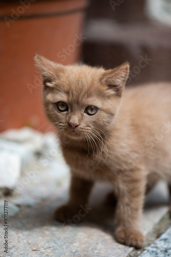 Britisch Kurzhaar Kitten outdoor © Heidi Bollich